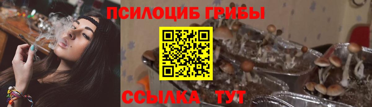Нижневартовск  Галлюциногенные грибы Psilocybine cubensis  Вход с VPN 
